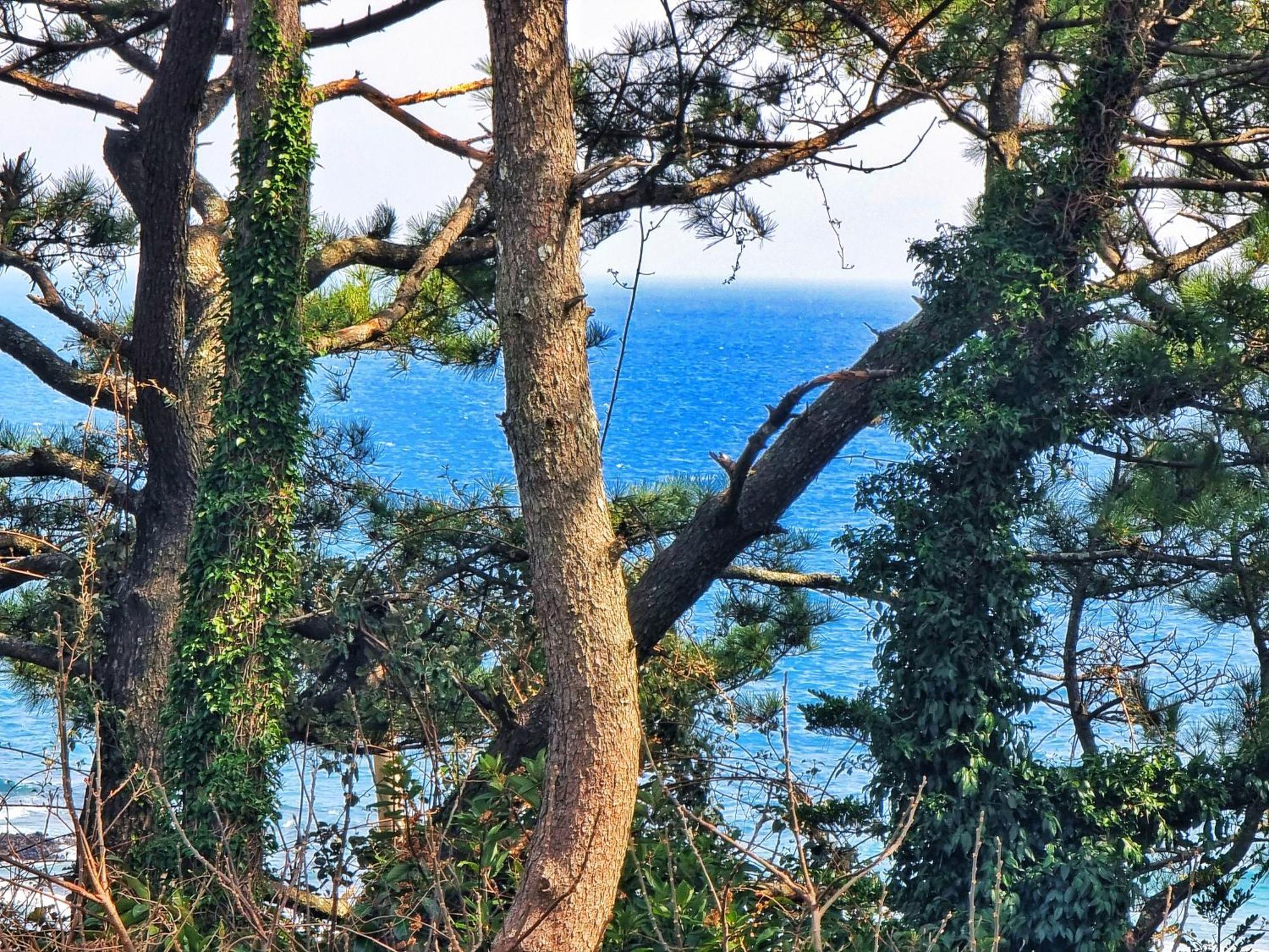 Orojeju